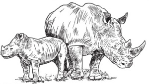 Rhinoart